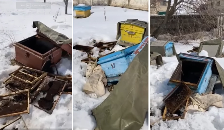 Ամասիայում արջի հարձակումների հետևանքով քաղաքացիներին և նրանց տնտեսություններին վնասներ են պատճառվել