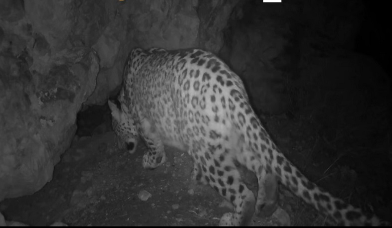 Cameras fixed new leopard in Caucasus Biodiversity Sanctuary