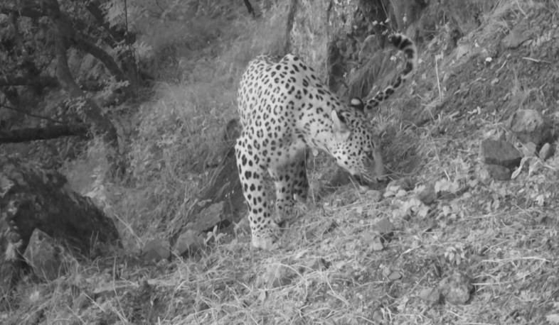 Խոսրովի անտառի արքա Նեոն. նոր տեսանյութ՝ ընձառյուծի մասնակցությամբ