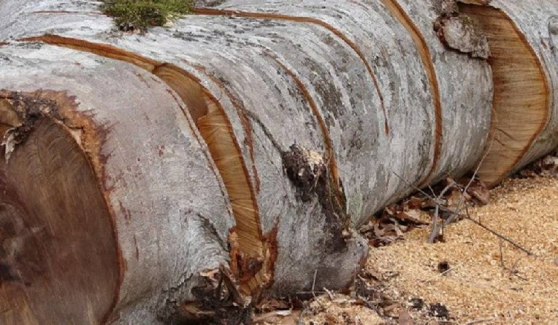 Գուգարքի ոստիկաններն ապօրինի ծառահատման դեպք են բացահայտել