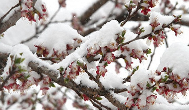 Արարատյան դաշտի առանձին հատվածներում հողի մակերևույթին սպասվում է մինչև -3 աստիճան ցուրտ