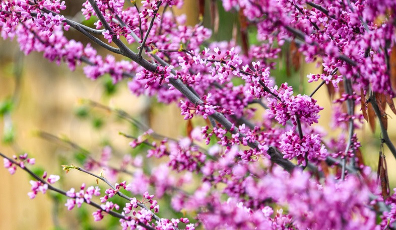 Օդի ջերմաստիճանը կբարձրանա 3-6 աստիճանով