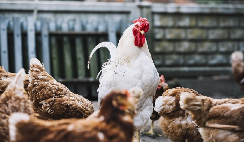 Խոստացել է թռչնաբուծարան հիմնել Արցախի Մաճկալաշենում, սակայն պետությունից ստացել և հափշտակել է 52,5 մլն դրամը