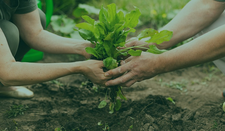 Մայիսի 12-ը բույսերի առողջության պաշտպանության օրն է