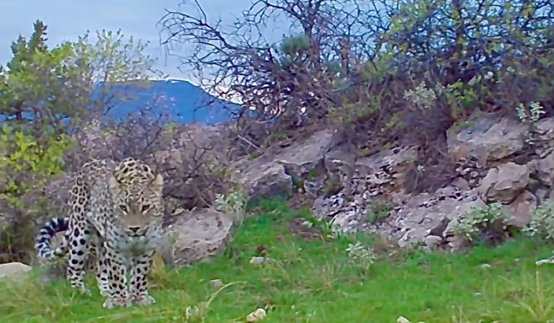 Թաքնված տեսախցիկներով հնարավոր է եղել ֆիքսել կովկասյան ընձառյուծի ցերեկային զբոսանքը