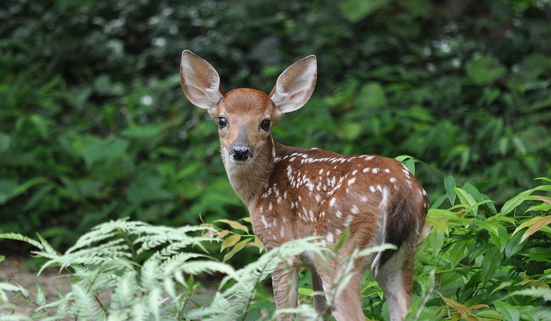 Այսօր նշվում է Կենսաբազմազանության միջազգային օրը