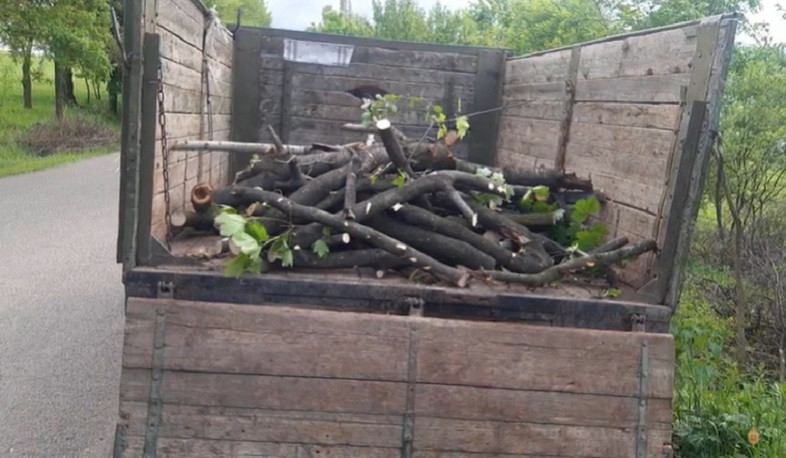 Լոռու մարզի պարեկները ապօրինի ծառահատման դեպք են բացահայտել