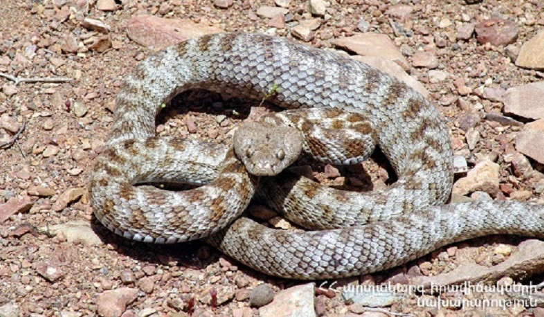 19 ահազանգ է ստացվել հանրապետության տարբեր տարածքներում նկատված օձերի վերաբերյալ