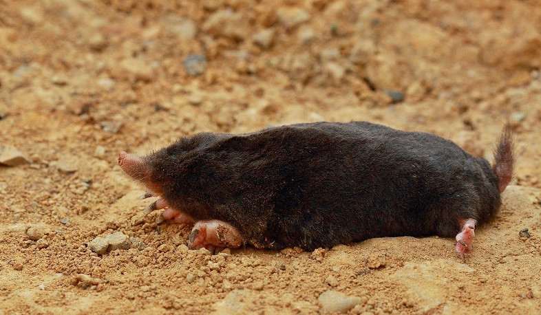 «Դիլիջան» ազգային պարկում խլուրդների անկելու վերաբերյալ ահազանգին ընթացք կտրվի