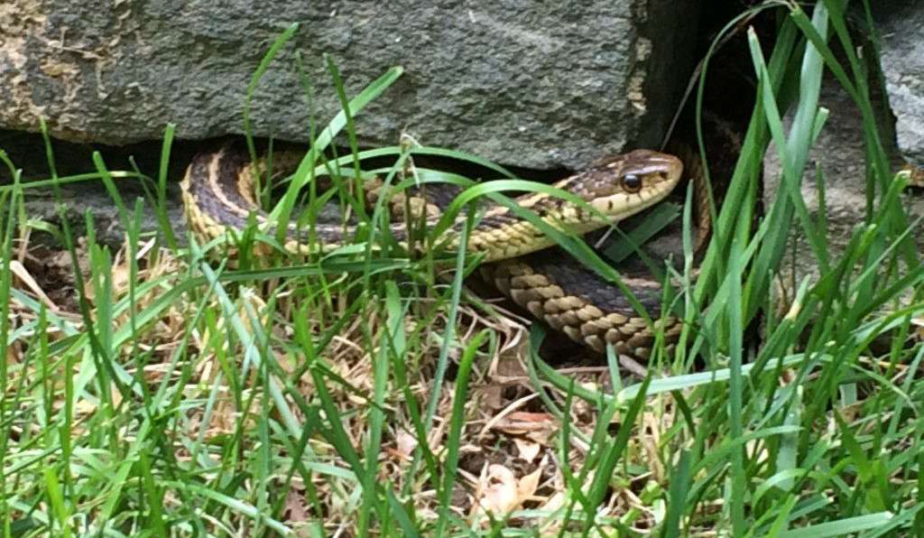 2021 թվականին գրանցվել է օձի խայթոցի 111 դեպք