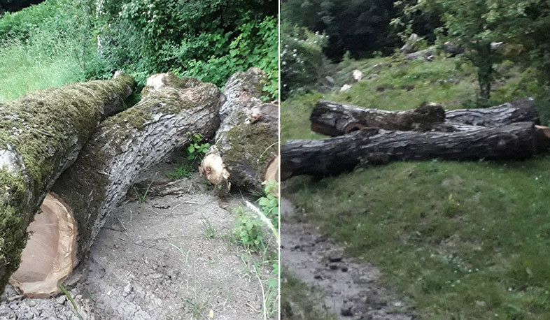 Շիկահողին հարակից տարածքում հայտնաբերվել է 2.2 մլն դրամի հատված ընկուզենի. ԲԸՏՄ