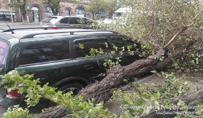 Կիևյան փողոցում ծառը շրջվել է ավտոմեքենայի վրա