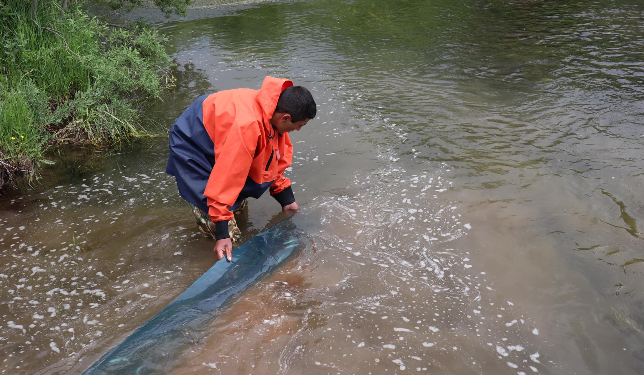 Սևանա լիճ է բաց թողնվել իշխանի մանրաձկան առաջին խմբաքանակը