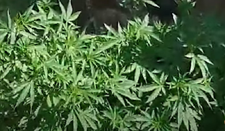 Քրեական հետախույզներն ապօրինի թմրանյութ ու հրացան են հայտնաբերել