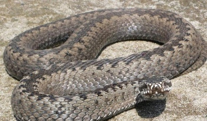 Փրկարարները հայտնաբերել են գյուրզա տեսակի օձ