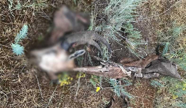 Խոսրովի անտառում հայտնաբերվել են անկած բեզոարյան այծի մնացորդներ. ԲԸՏՄ ահազանգը