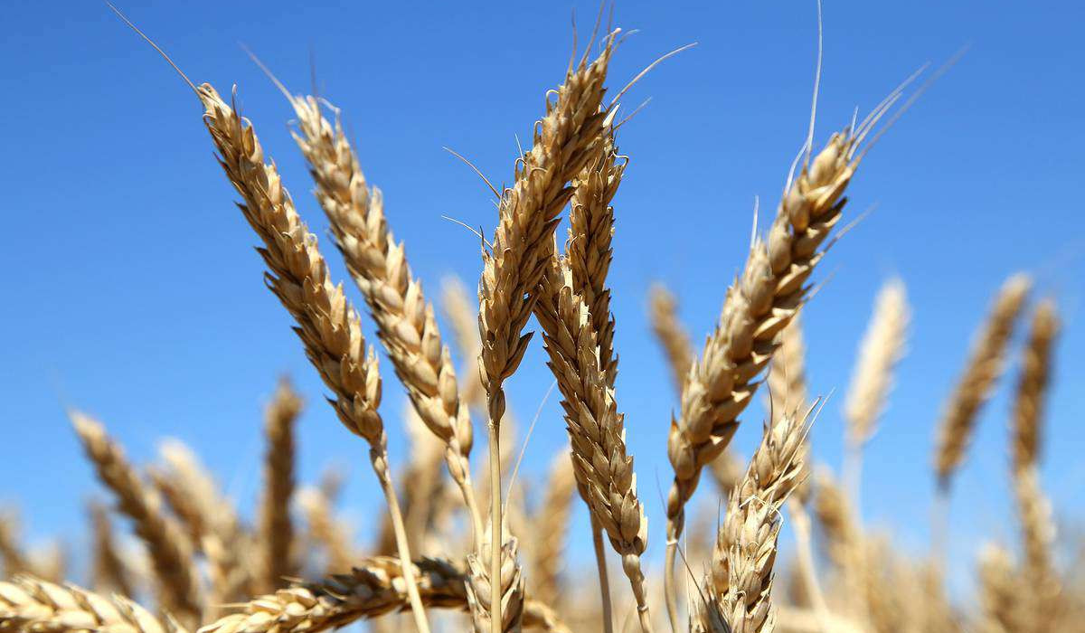 Վրաստանը 1 տարով կարգելի ցորենի և գարու արտահանումը