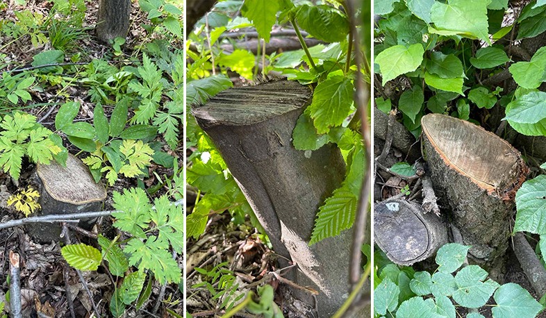 Հայտնաբերվել է ապօրինի հատված 63 ծառի կոճղ