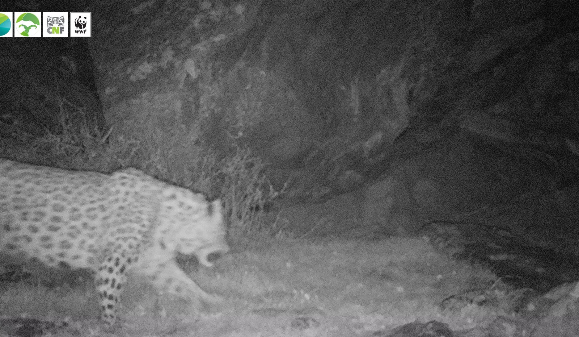 Հայաստանում նախկինում գրանցված ընձառյուծներից մեկը կրկին նկատվել է «Արևիք» ազգային պարկում