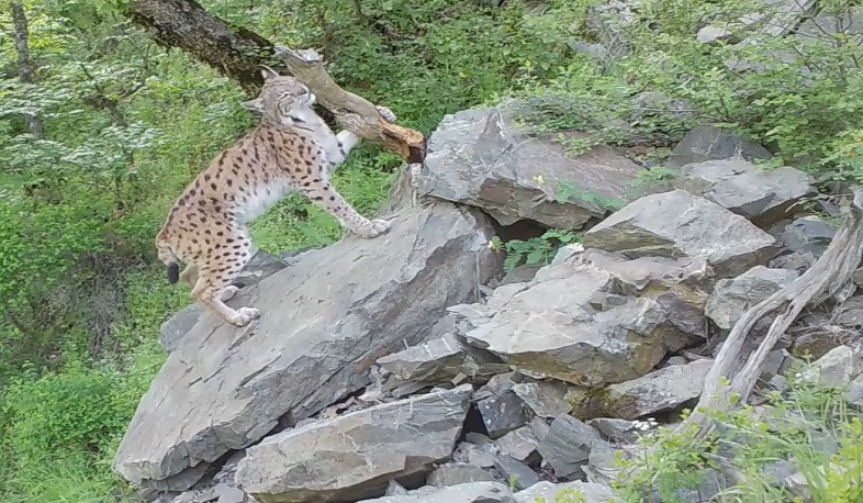 WWF Armenia's cameras recorded Eurasian lynx