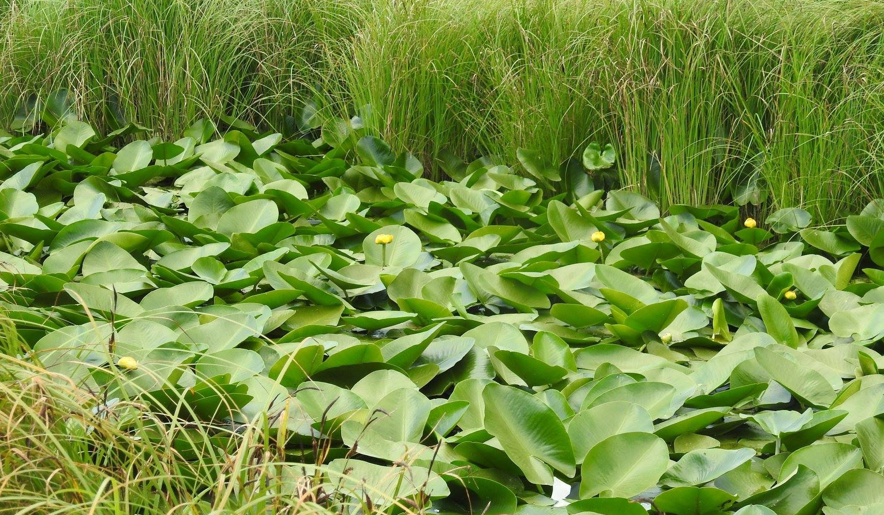 «Արփի լիճ» ազգային պարկում սկսվում է դեղին ջրաշուշանի ծաղկման շրջանը