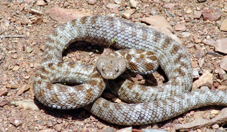 Յոթ ահազանգ՝ հանրապետության տարբեր տարածքներում նկատված օձերի վերաբերյալ