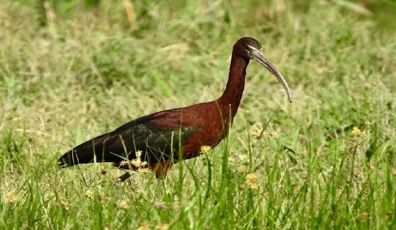 Անընդունելի է Կարմիր գրքում գրանցված որևէ կենդանատեսակի հանդեպ ոտնձգությունը. ՇՄՆ