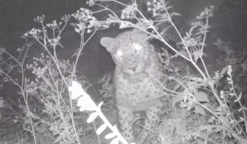 Խոսրովի անտառի ֆոտոթակարդները կրկին նկարահանել են կովկասյան ընձառյուծին