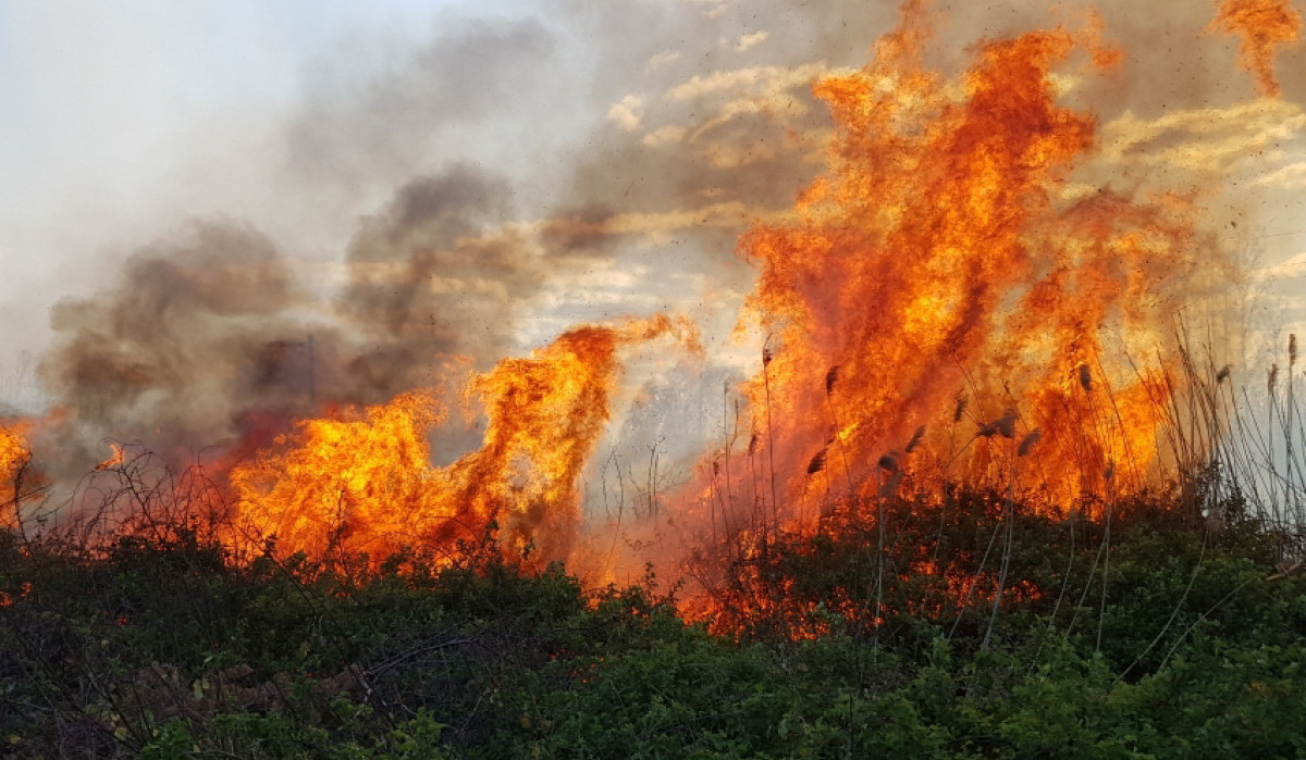 В четырех районах Азербайджана бушуют лесные пожары