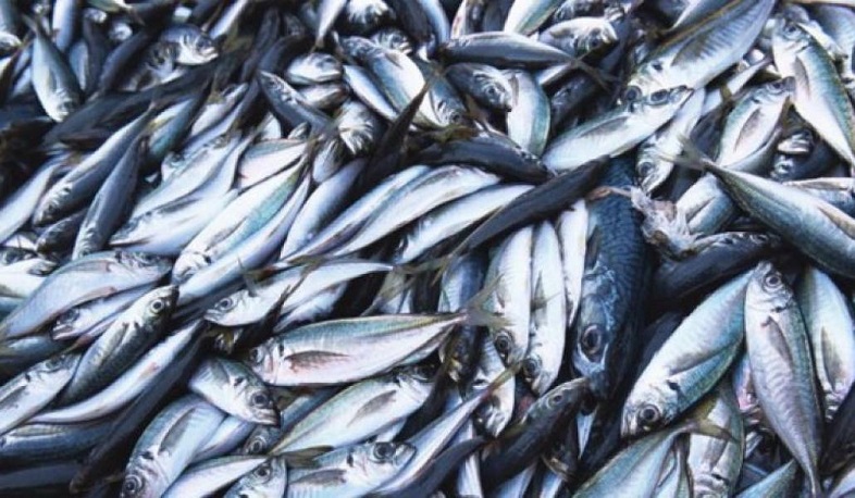 Քննարկվել է Սևանա լճում կողակ ձկնատեսակի վերականգնման գործընթացը