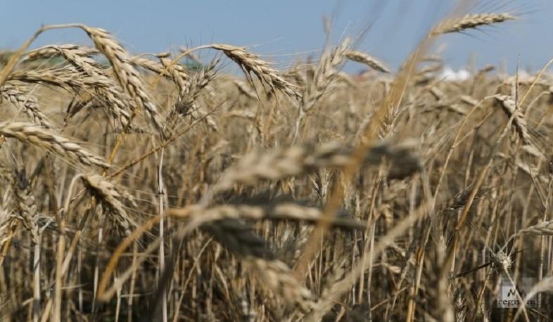 Վրաստանը ցորենի 86%-ը և ալյուրի 99%-ը ներմուծում է Ռուսաստանից