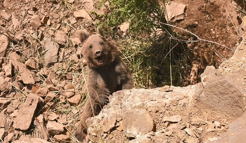 Եղեգիսում արջի քոթոթը փրկվել է որսագողերի տեղադրած թակարդից