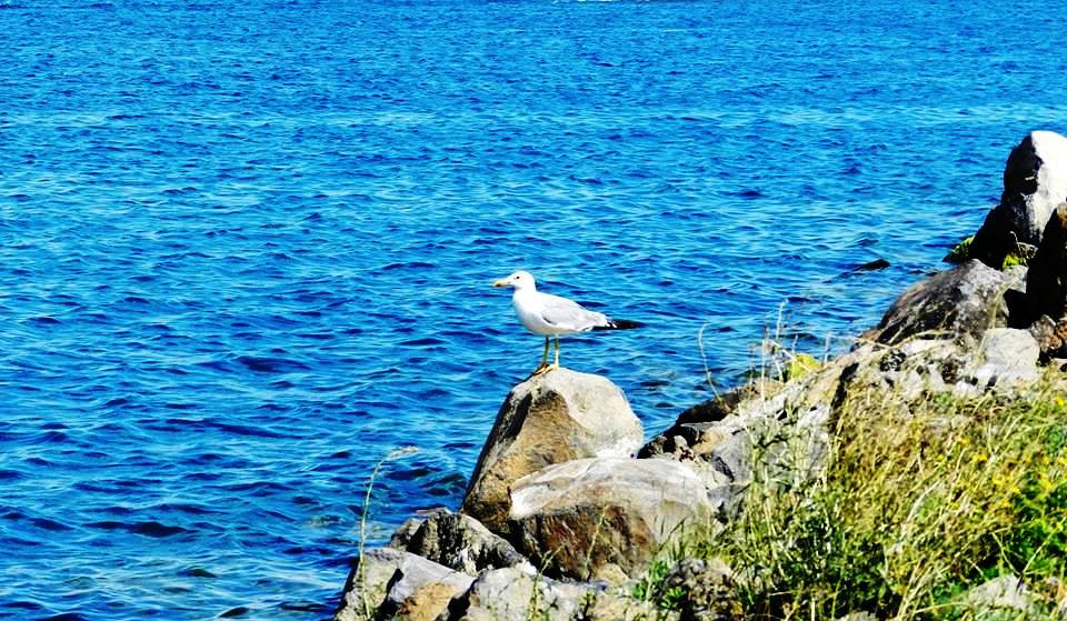 Սևանա լճում ձկան և խեցգետնի արդյունագործական որսի կազմակերպման կարգը