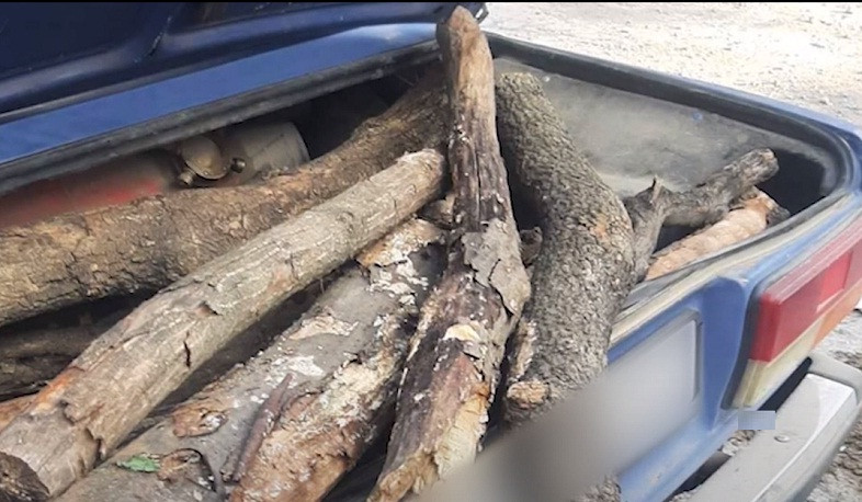 Լոռու պարեկների պայքարը ապօրինի ծառահատումների դեմ