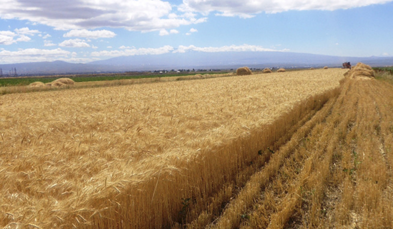 Գյուղնախարար. Սերմնացուի ու պարարտանյութերի պահանջարկն ամբողջությամբ կբավարարվի