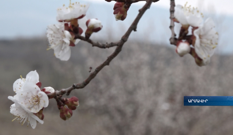 Գյուղատնտեսները չեն շտապում ծիրանի առատ բերք կանխատեսել