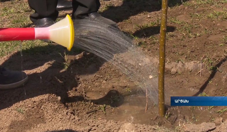 Արցախի զինվորական ավաններից մեկում բարդիների պուրակ է բացվել