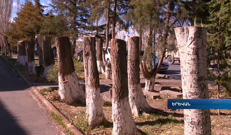 President Sargsyan's response to recent deforestation in Davtashen