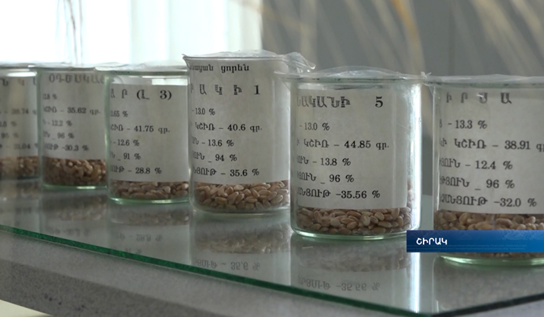 12 տարում սերմերի 12 նոր տեսակ. Գյումրիի կայանն արձագանքում է կառավարությանը