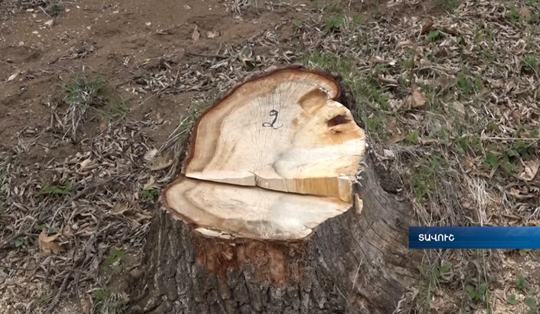 Տավուշում բնությանը 34 մլն դրամի վնաս է հասցվել