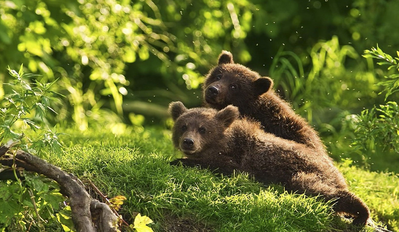 Two bear cubs found in Vanadzor