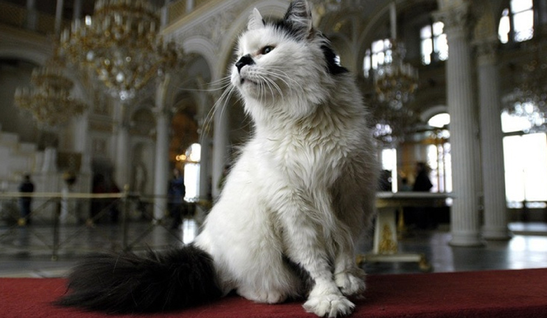 Սանկտ Պետերբուրգում «էրմիտաժյան կատվի» օրն են նշում