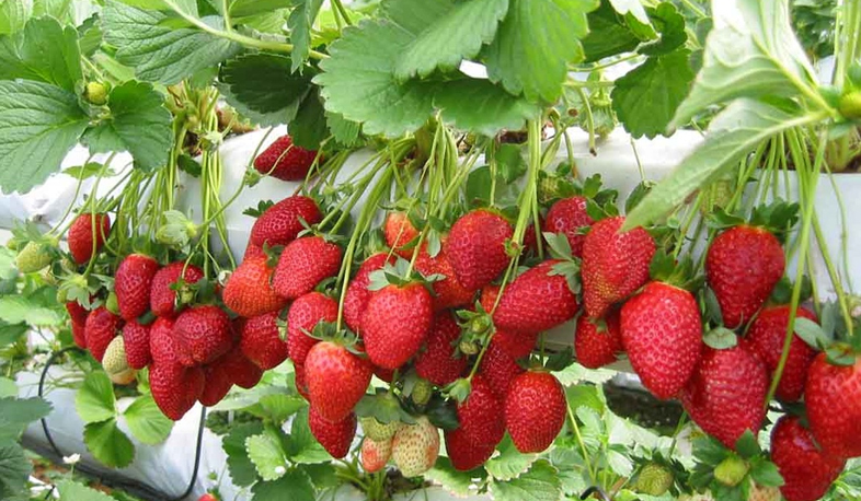 Հայաստանի 25 տարվա տեսլականը