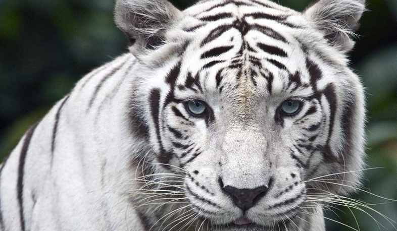 Tiger murdered female zookeeper