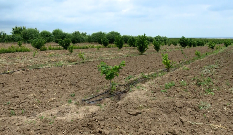 Արցախում առաջին անգամ ներդրվել ու փորձարկվել է ոռոգման կաթիլային համակարգը