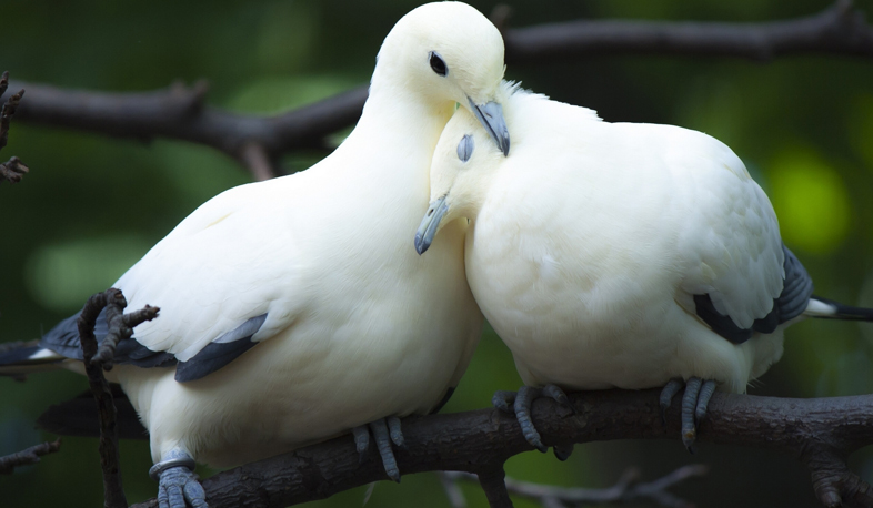 «Խաղաղասիրության գլոբալ ինդեքս»-ում Հայաստանը 112-րդ տեղում է