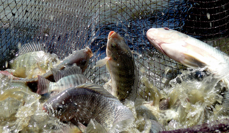 Պետությունը խստացնում է ապօրինի ջուր օգտագործողների դեմ վարչարարությունը