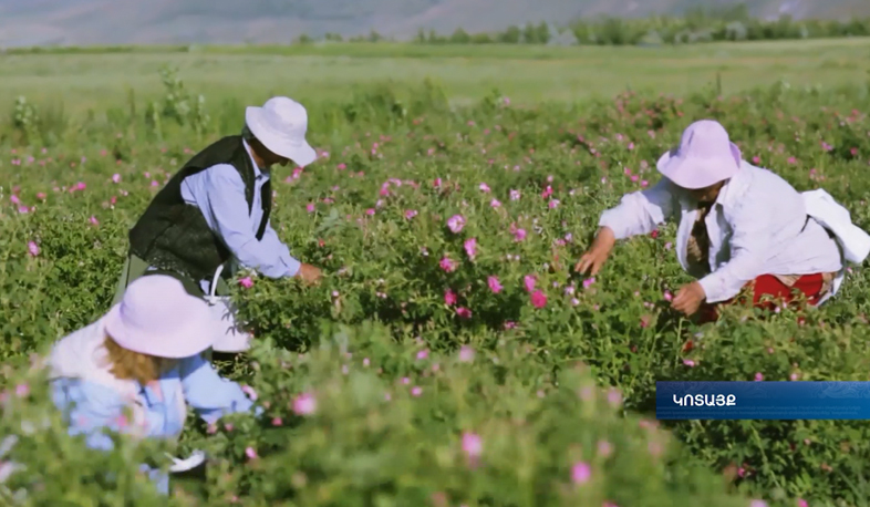 Մարկոսյանների ընտանիքը բնական կոսմետիկա է արտադրում Հայաստանում. Նաիրիան