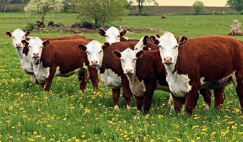 Հայաստանն ու Բելառուսը կգործակցեն տոհմային անասնաբուծության ոլորտում