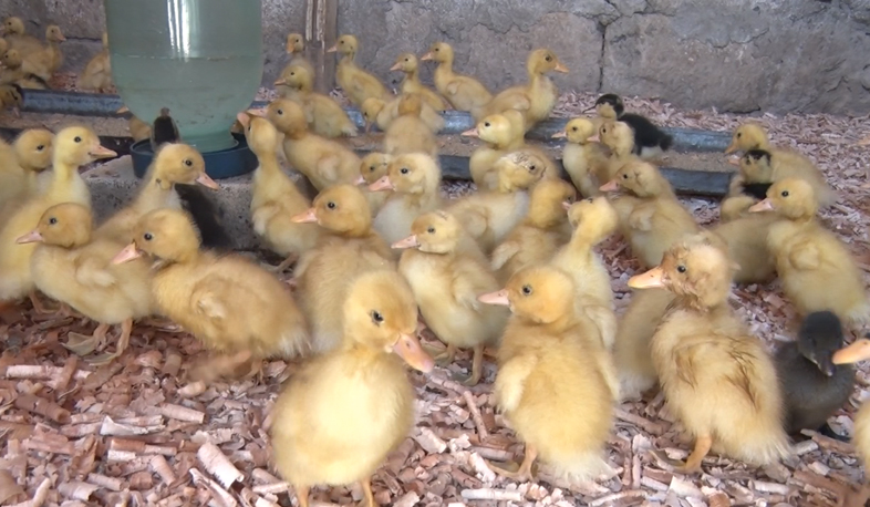 Շահումյանում զարգանում է թռչնաբուծությունը